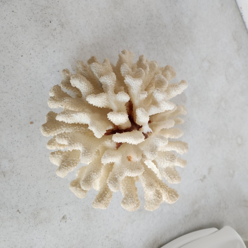 Large Piece of Coral   needs glued  9"x5" Nice    10-64